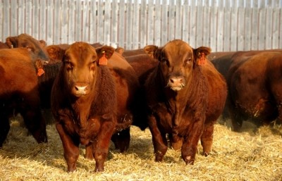 Cogent aims to build its international beef genetics programme