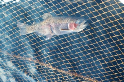 Fish manufacturers should voluntarily improve labelling - or risk boycott