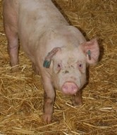 French pork processors call for change