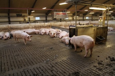 Fears over African Swine Fever may put Miratorg deal at risk