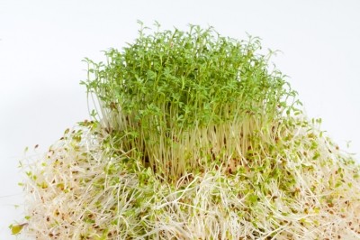 Picture: alfalfa sprouts. Istock/wjarek 