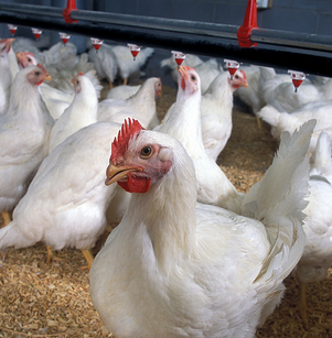 Canadian tech firm partners Irish poultry giant in campylobacter fight