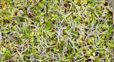 Raw clover sprouts  Picture: CDC 