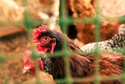 Russia bans Mexican poultry product imports