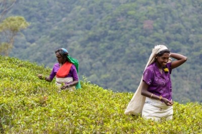 Te pickers on a fairtrade tea plantation in India. © Fabio Lamanna