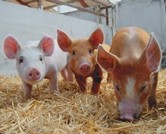 China and Denmark sign pig production deal