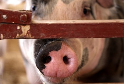 Ukraine pork prices are under significant pressure