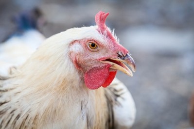 The Latvian meat producer wants to increase poultry production