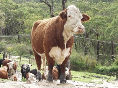 Uruguayan beef is popular in China