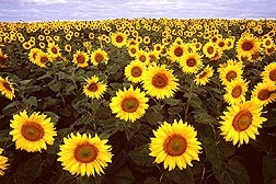 Sunflower can replace soy lecithin claims Sternchemie