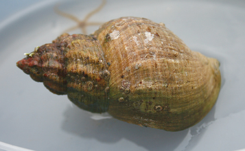 The recall involved whelks Picture copyright: akuppa/flickr