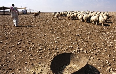 The number of sheep in Syria is down by 30% compared to pre-conflict levels