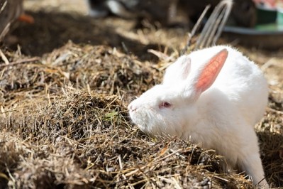 Experts say there is a shortage of high protein rabbit meat on Russia's market 