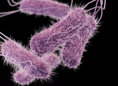3D computer-generated image of Salmonella serotype Typhi bacteria. Photo: CDC