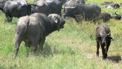 FMD infection is rife amongst wild buffalo in countries in southern Africa