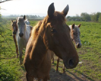 The fallout from the horse meat scandal continues to affect industry