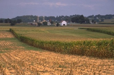 EFSA releases all data on Monsanto’s GM maize