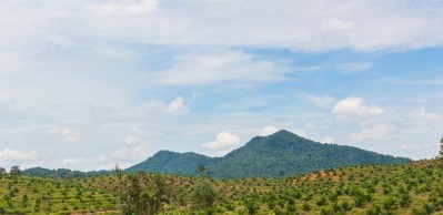 Greenpeace has alleged further palm oil supply chain abuse. IOI says it is putting its house in order. ©iStock 