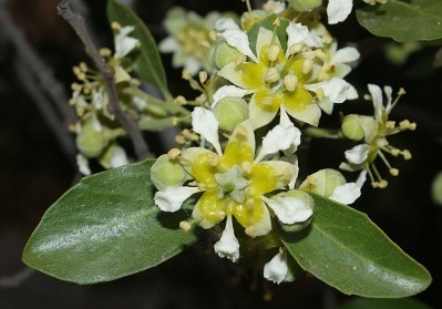 Quillaja saponaria contains naturally foaming compounds