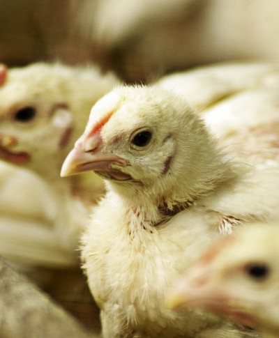 UK poultry producers in antibiotic pledge