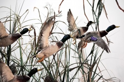 Samples from wild ducks were taken as part of investigations into the spread of the disease. Photo credit: Lintao Zhang
