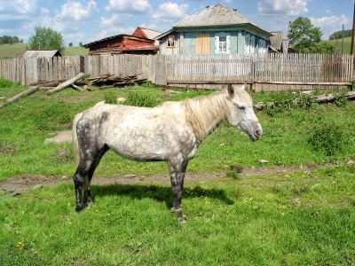 Horsemeat scandal continues in Baltic countries