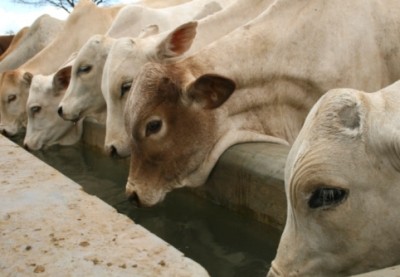 New FMD strain threatens Middle East