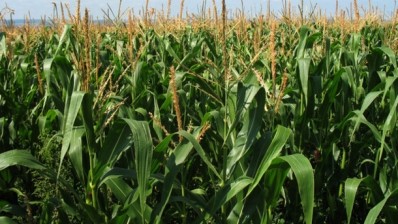 No scientific evidence for Italian ban on Monsanto GM maize, says EFSA