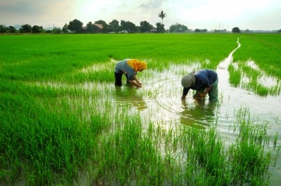 Mars to source 100% of its rice sustainably