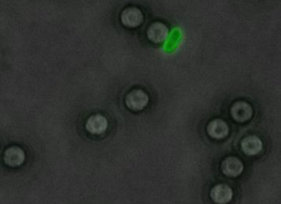 Visualization of beads in grey and an E.coli bacterium in green which is immobilized on a bead. Picture: Emilie Fugier