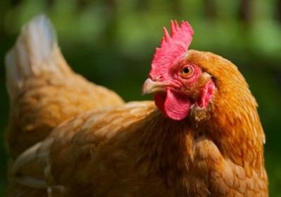 Atria is fixed on Sweden's market after national chicken sales grew by 7% last year