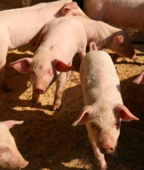 Latvia could face pork crisis due to Russian import ban