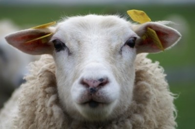 So far, no UK lamb or beef has been exported to Russia