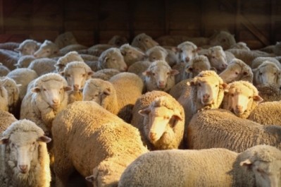 Stranded Australian sheep reach safety of port