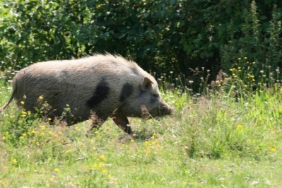 African Swine Fever outbreak on Polish and Lithuania farms