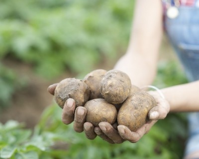 Precision breeding project aims to revolutionise the UK potato industry