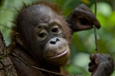 Greenpeace International is urging Mondelēz to cut ties with palm oil producers that are endanging the orangutan. Pic: ©Ulet Ifansasti/Greenpeace