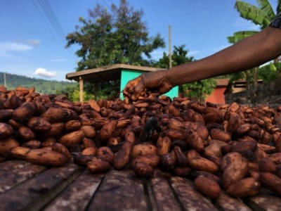 Cargill claims to becoming more transparent in its cocoa supply chain. Pic: Lewis Rattray 