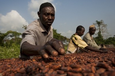 'Currently almost no cocoa farmers in the main cocoa production countries in West Africa are earning a living income,' says the Cocoa Barometer. Pic: Fairtrade
