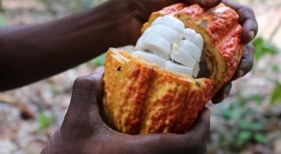 Until recently, the pulp that surrounds the cocoa beans couldn't be processed in cocoa-growing countries. Pic: Koa