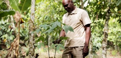 Nestlé has announced two agroforestry projects, working closely with cocoa communities to maximize shade tree density on farms to help improve yields. Pic: Nestlé 