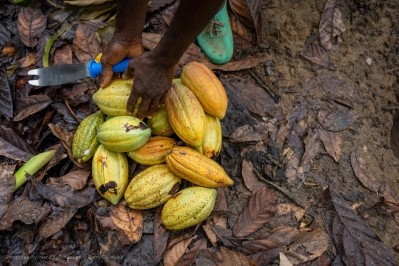 Cocoa farmers in Ghana and Cote d'Ivoire are struggling with low prices for their beans. Pic: CN