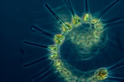 Known as the ocean's laborers, phytoplankton has recently been involved in ice cream-making, too. Image: Getty/Wirestock