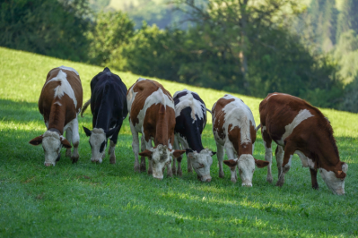 Tesco dairy farmers support biodiversity initiative, but margin squeeze pressures on-farm profitability / Pic: Jako van Gorsel