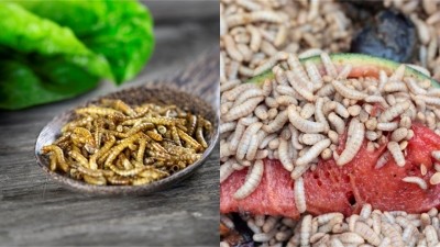 European edible insect pioneers Ÿnsect and InnovaFeed outline US ambitions