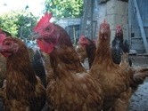 EU in talks to lift Thai chicken ban