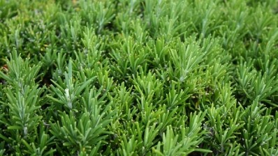 Rosemary is tipped as a popular flavour for 2018 ©iStock