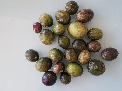 Fruit from the Capparis Masaikai plant, which contain the sweet protein mabinlin. Manbinlin is 400 to 600 times sweeter than sucrose. © Alkion BioInnovations