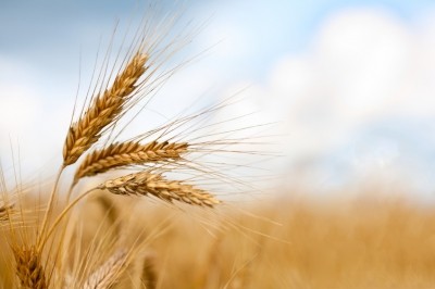 3F Bio's process takes sugars from cereal crops and converts them into protein through fermentation ©iStock