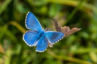 The Adonis blue butterfly: Getty/cdbrphotoraphy